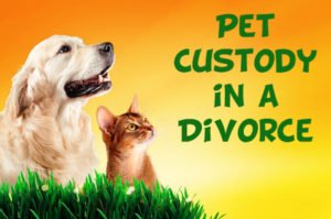 pet custody in a divorce