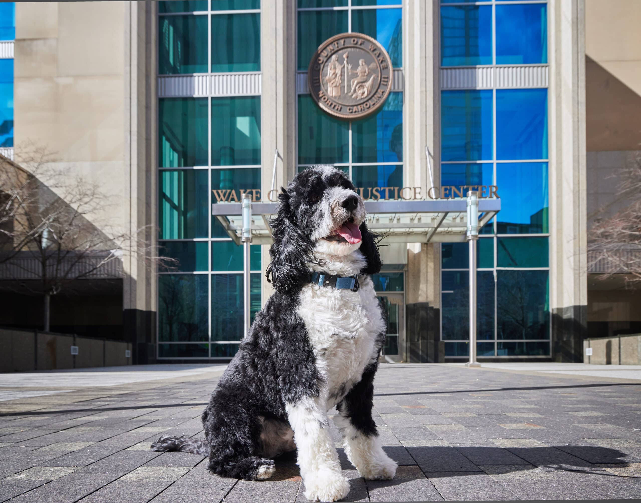 Augie attorney